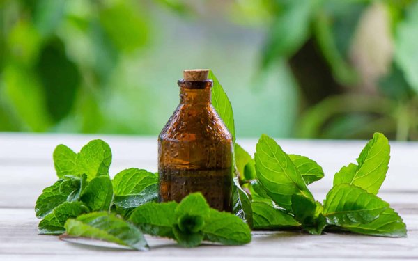 Conseils pour trouver des produits extraits de plantes bien adaptés à ses besoins